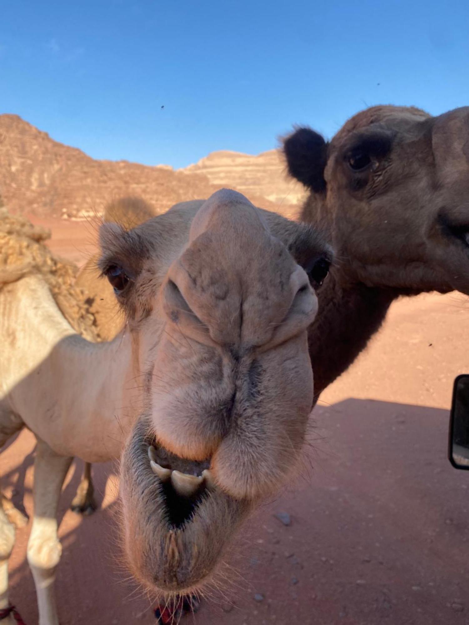 Wadi Rum Desert Heart Camp Hotel Exterior foto