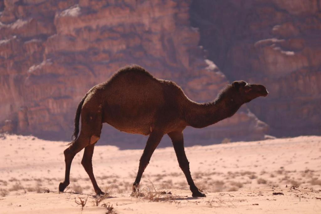 Wadi Rum Desert Heart Camp Hotel Exterior foto